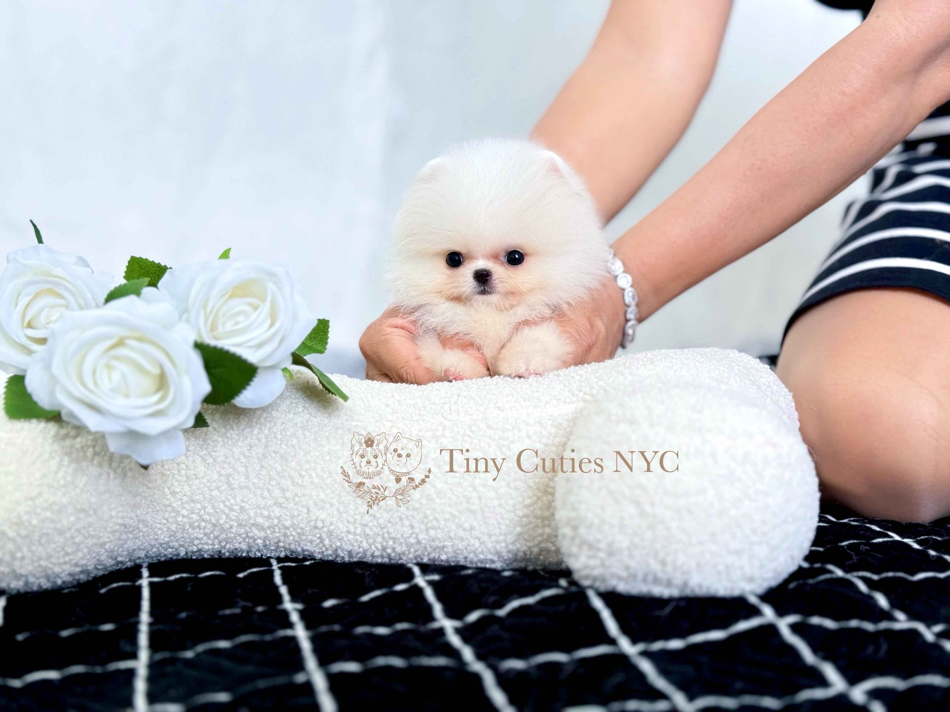 Micro teddy bear pomeranian puppies for sale hotsell